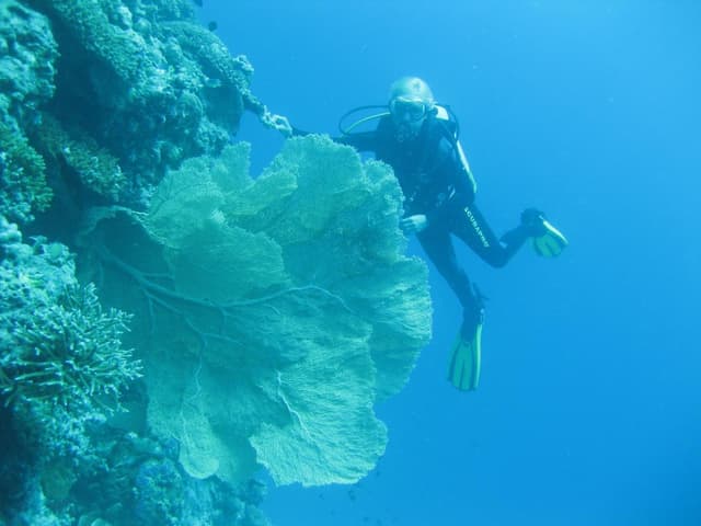 Snorkelling