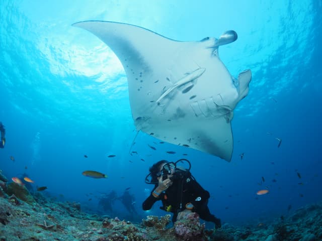 Manta Rays Excursions