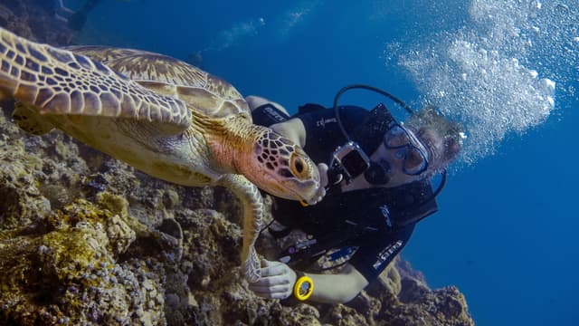 Diving