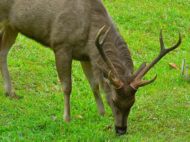 Grazing Sambar Deer