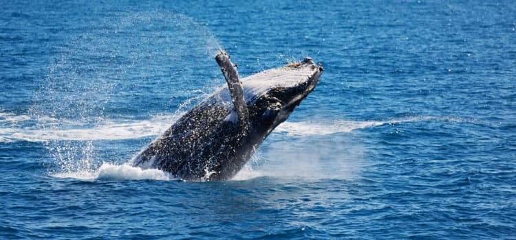 https://olanka-strapi-live-s3.s3.ap-southeast-1.amazonaws.com/Sri_Lanka_tour_package_7_days_Bentota_d7bcc043be.jpg