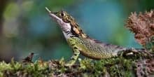 Rhino-horned lizard on camouflage
