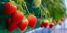 Sweet strawberries of Sri Lanka