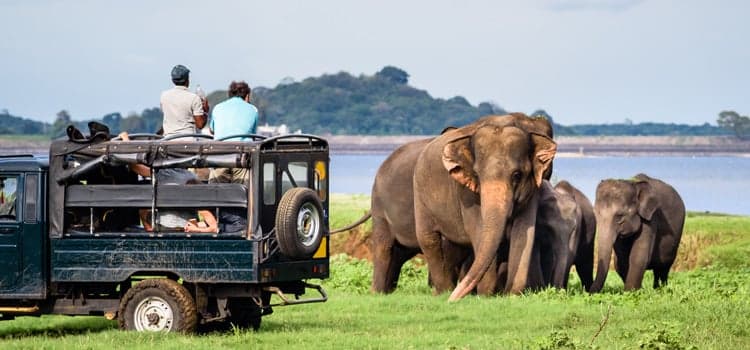 https://olanka-strapi-live-s3.s3.ap-southeast-1.amazonaws.com/Sri_Lanka_trips_7_days_Yala_14cc2a1ad7.jpg