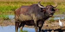 Water buffaloes on a sunny day