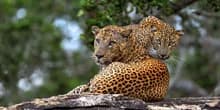 Magnificent leopards in Yala