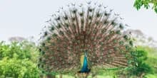 The enchanting peacock dance